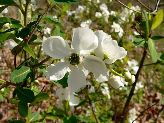 {Exochorda racemosa}